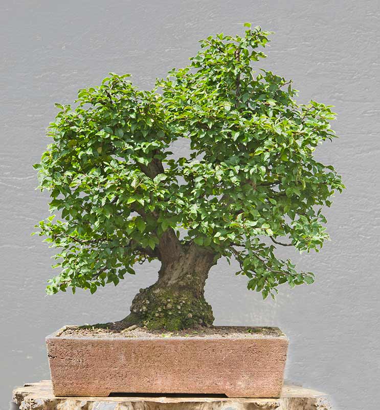 Walter Pall Bonsai Adventures Oriental hornbeam 20 in bonsai pot finally