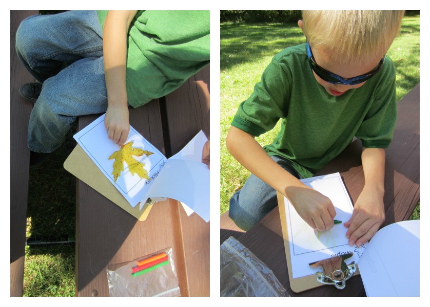 Relentlessly Fun, Deceptively Educational Leaf Rubbing Book Exploring Types of Trees