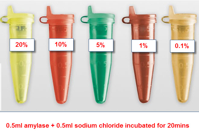 IB Biology IA, Hydrolysis of starch using enzyme amylase with ...