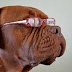 Οι πιο συχνές οφθαλμικές παθήσεις στο σκύλο!...