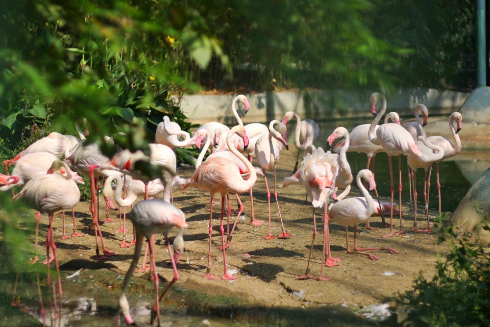 Стамбул зоопарк