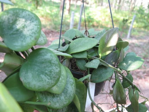 Ир 26 хойя - Olphoto.ru