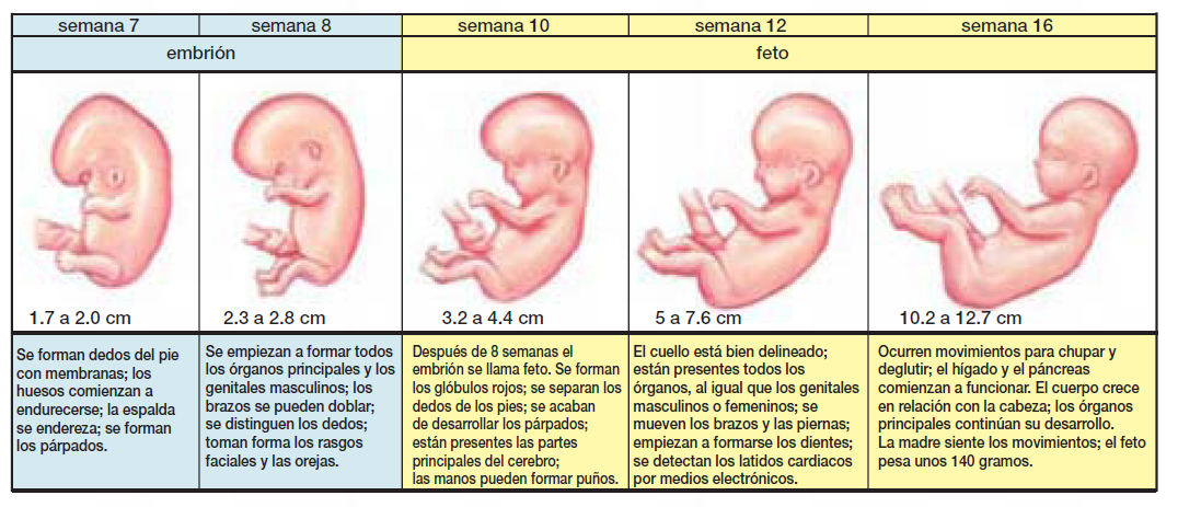 Espacio Ciencias Desarrollo Embrionario Humano Tarea Octavo