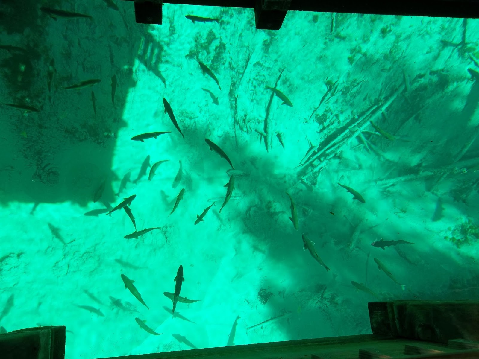 Kitchitikipi a sight fishers heaven?