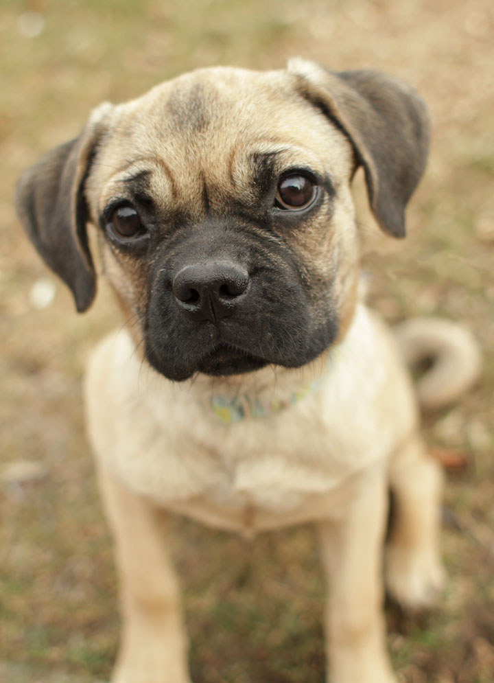 Tina Puggle