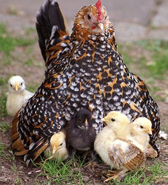 Booted Bantam Hen and chicks