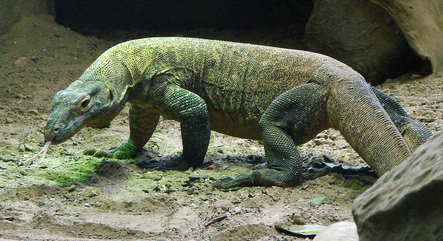 Hewan Purba Ini Masih Hidup Sampai Sekarang Familybdb