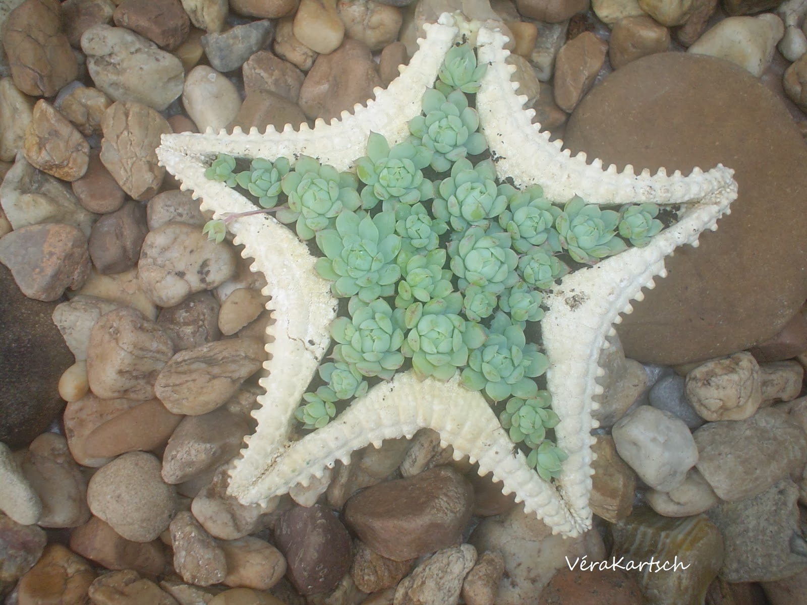 √er di √érα___ Estrela do Mar...