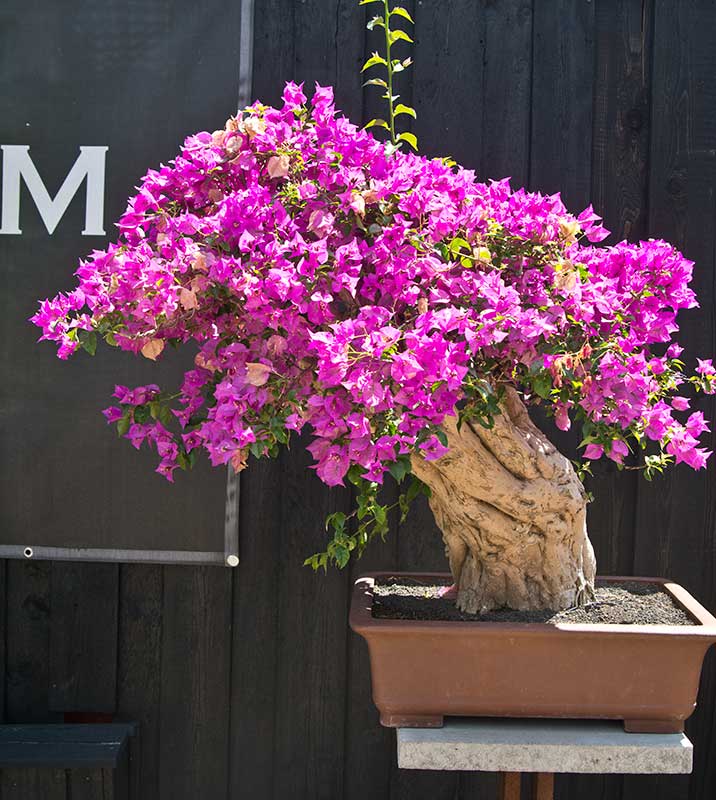 Bonsai Zentrum Heidelberg Hochzeit Aneka Ragam Bentuk Bonsai