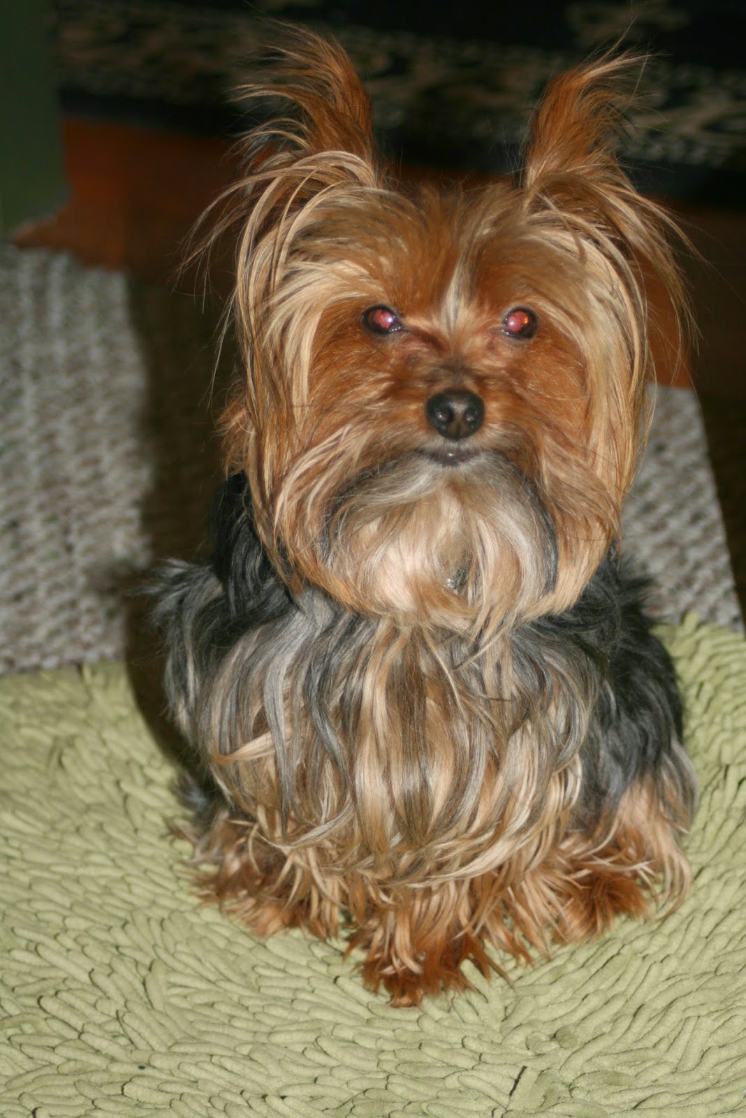 miniature yorkshire terrier: yorkie haircuts