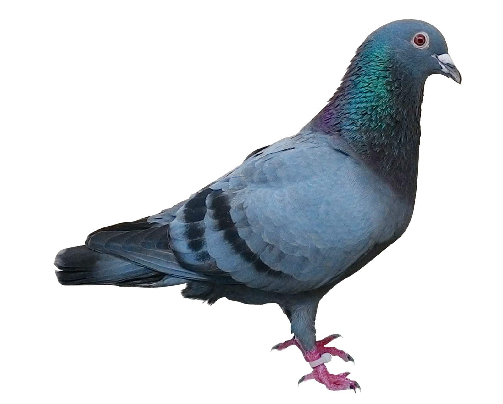 Jual Merpati Pos Racing Pigeon Sale Merpati Pos 