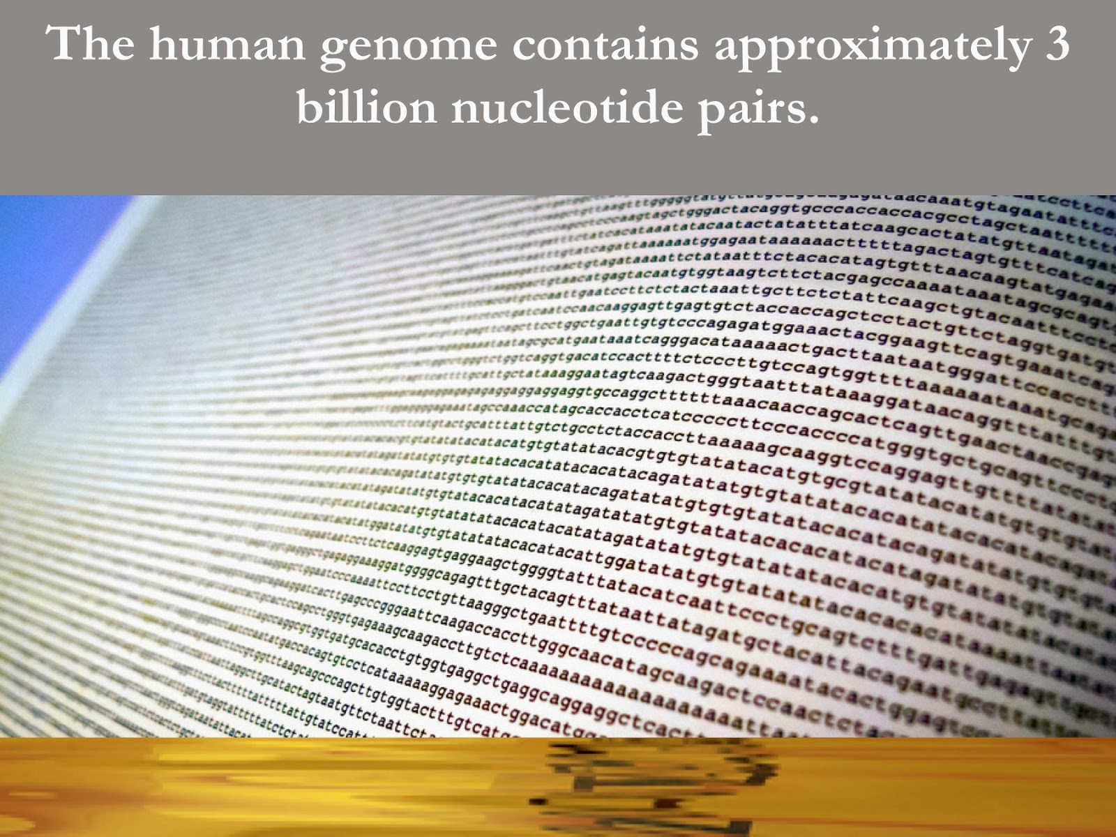 EC Honors Biology: dna activities