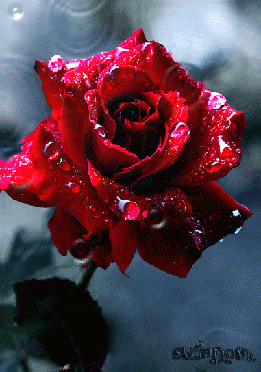 Q Tbn And9gcrkdd4zr Tmdenq5zalkyolfe2nx4 Esajvvg Usqp Cau