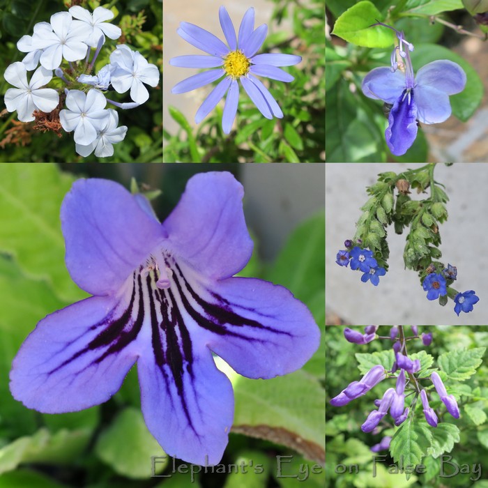 False Bay garden and water in December