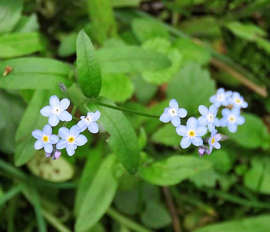 Niezapominajka leśna (Myosotis sylvatica Hoffm.). Niezapominajka leśna (Myosotis sylvatica Hoffm.).