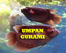 Umpan Mancing Ikan Gurami Yang Susah Makan