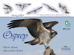 Libro osprey