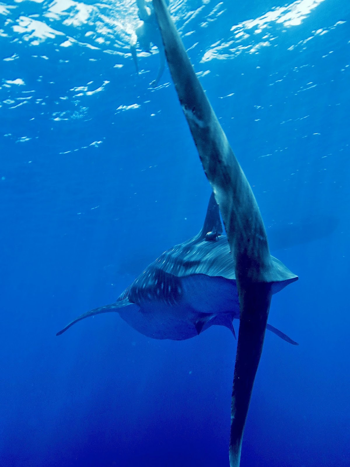 Swim with Dolphins, Snorkel with Manta Rays, Whale Watching, Boat Tours