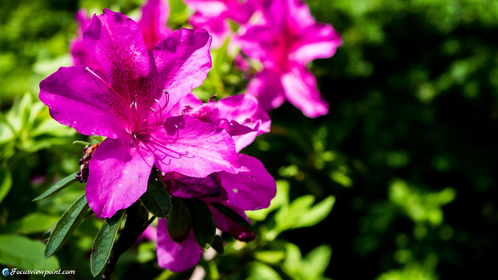 Oleander Plant Profile Toxicity And Identification