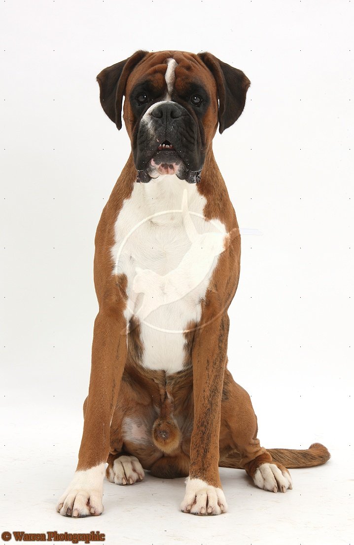 Cute Dogs Boxer dog