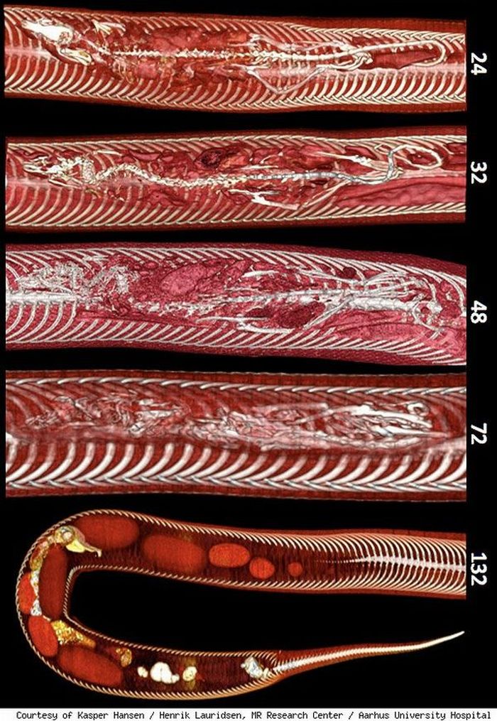 Monster Bego Foto Xray Tubuh Ular Phyton, Mengerikan!
