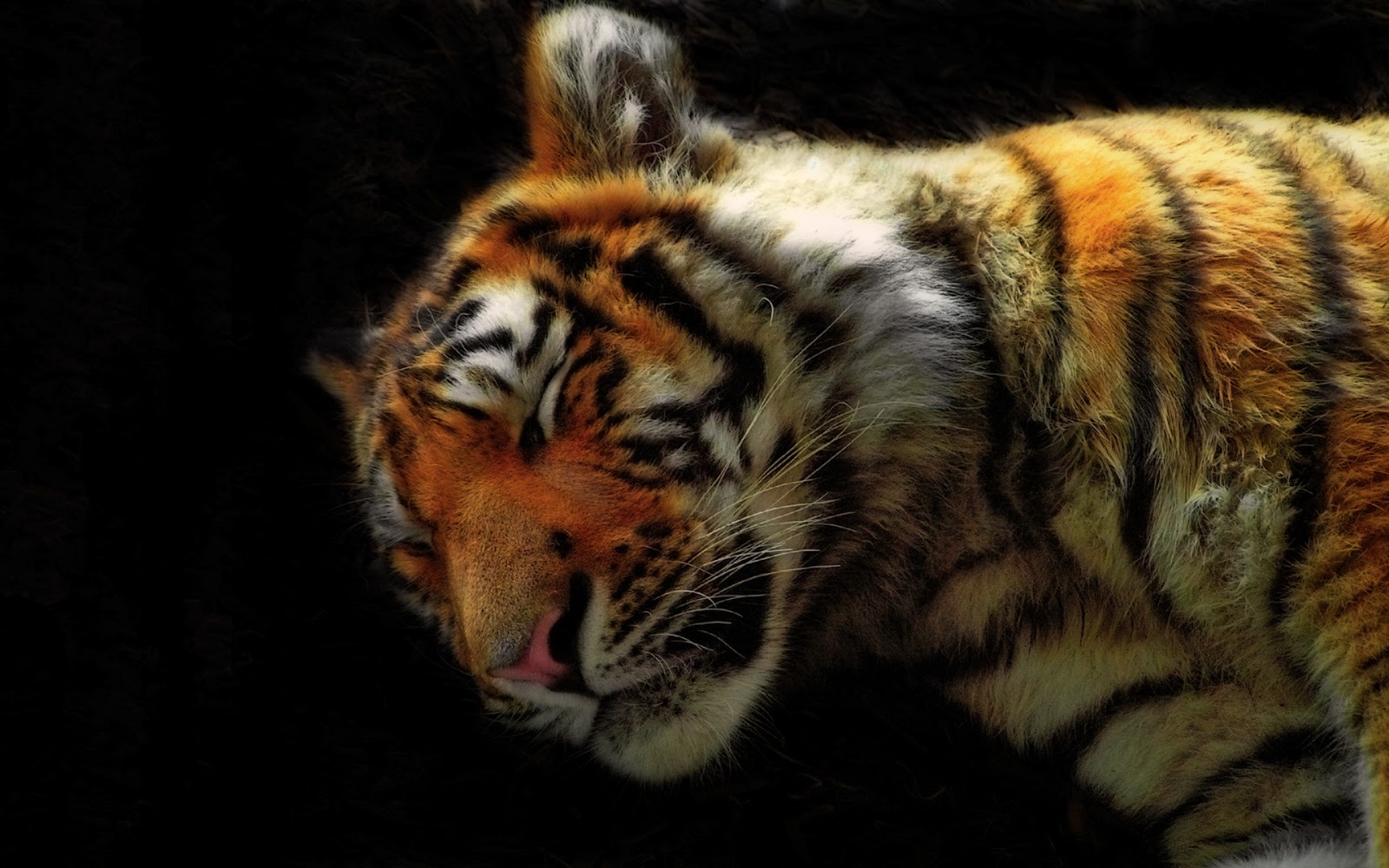 Fondo de Pantalla Animales Tigre descansando | Fondo Pantalla Online