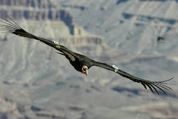condor bird flying california sanctuary parish chris peregrine fund courtesy