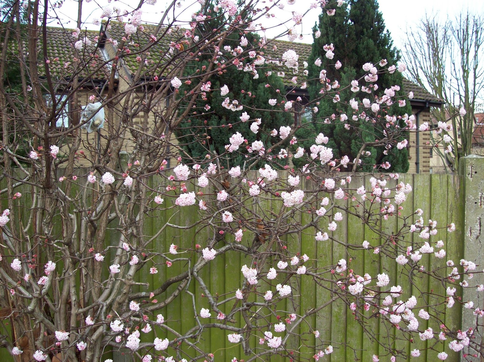 gardening winter flowering viburnum bodnantense