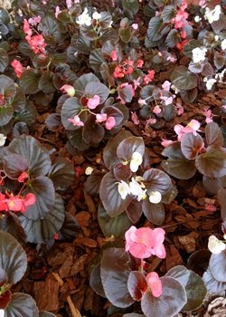 Begônia-Cerosa (Begonia semperflorens) - Busca Plantas