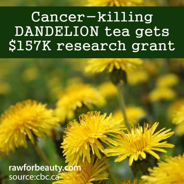 Natural Cures Not Medicine Cancer Killing Dandelion Tea Gets Research