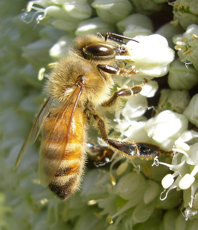 The Amazing Honeybee