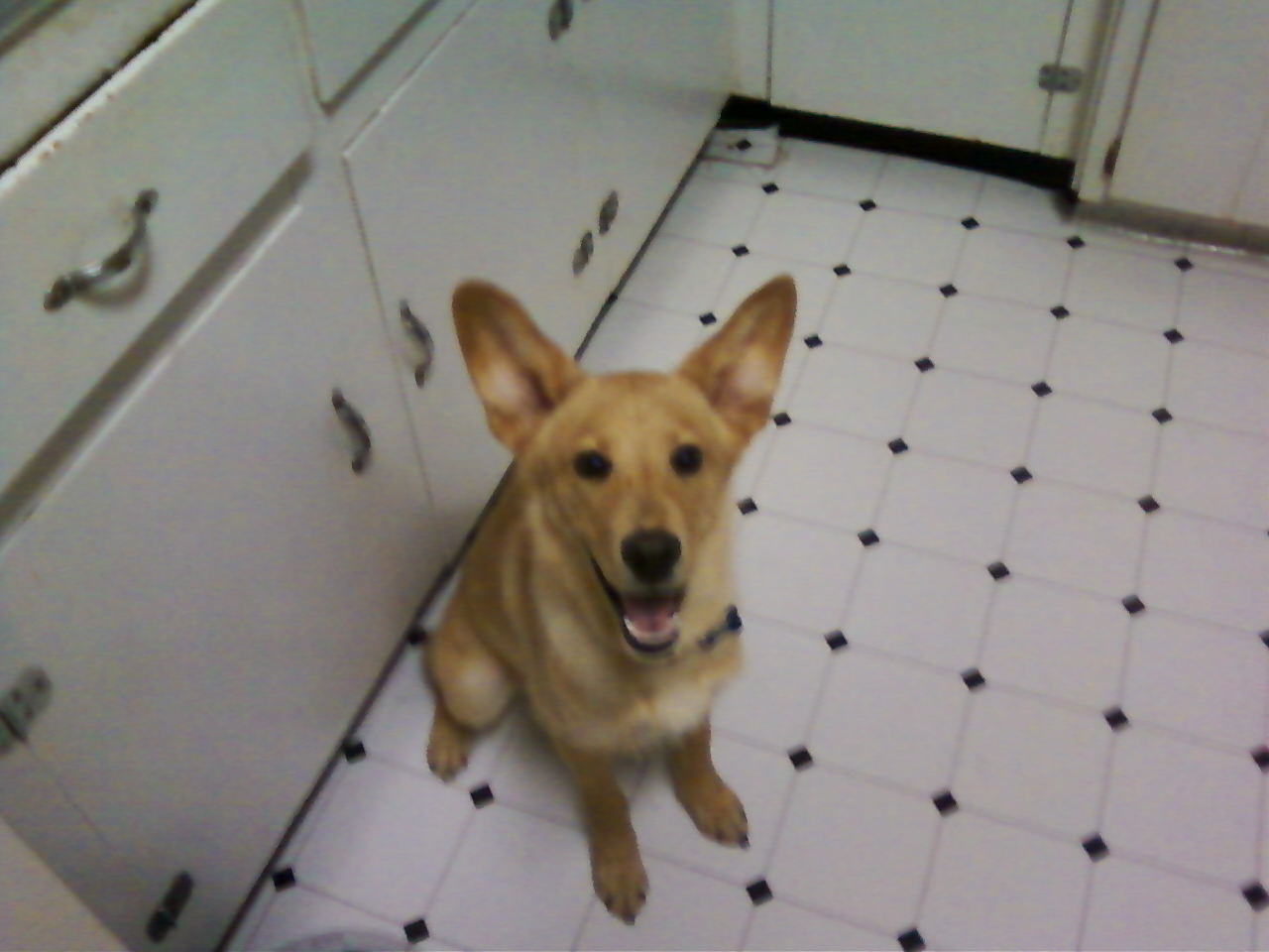 WELCOME TO DOGWOOD: DOES ANYONE HAVE ROOM FOR A BUDDY RABBIT