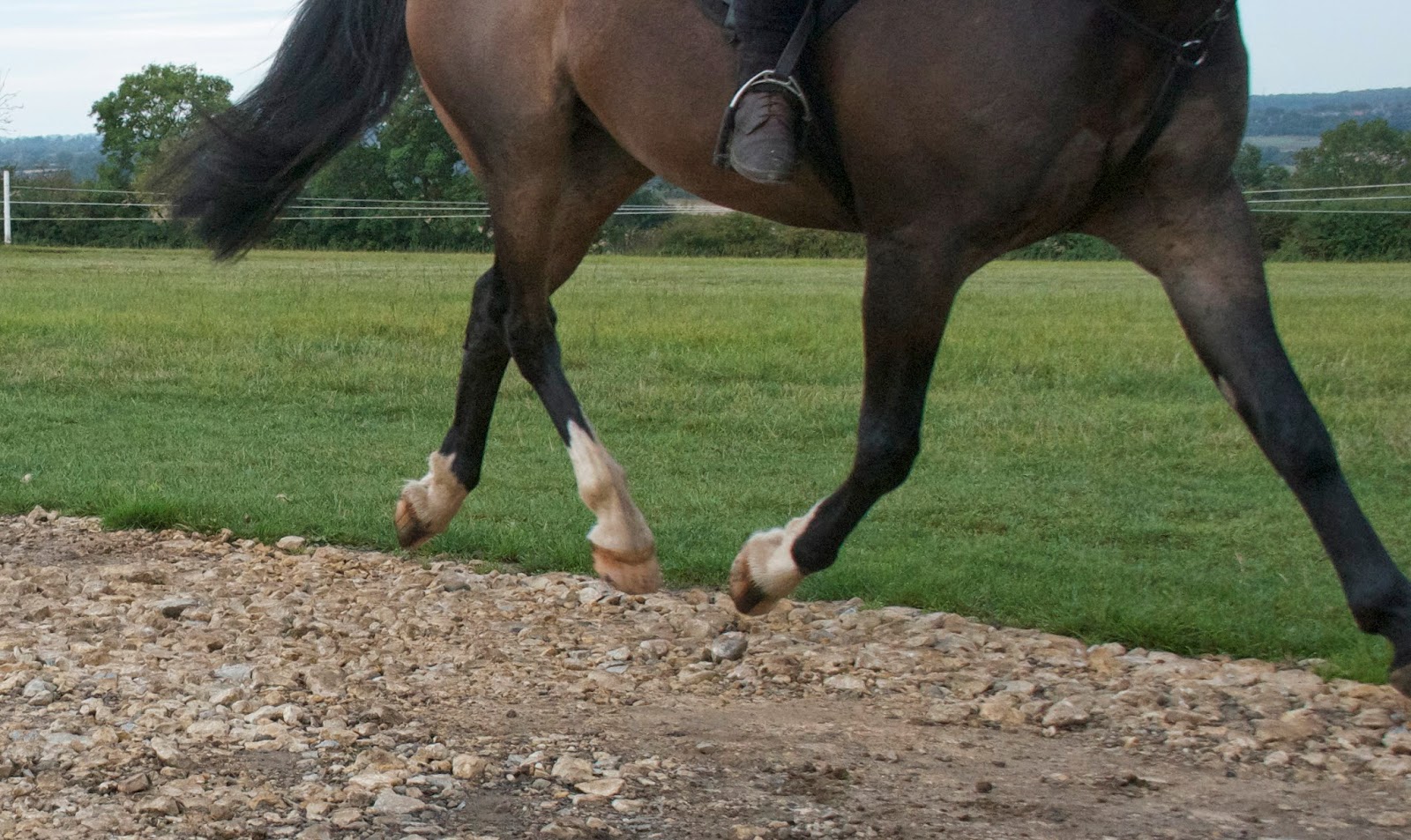 Rockley Farm The selftrimming horse, reasons to trim and wellmeaning