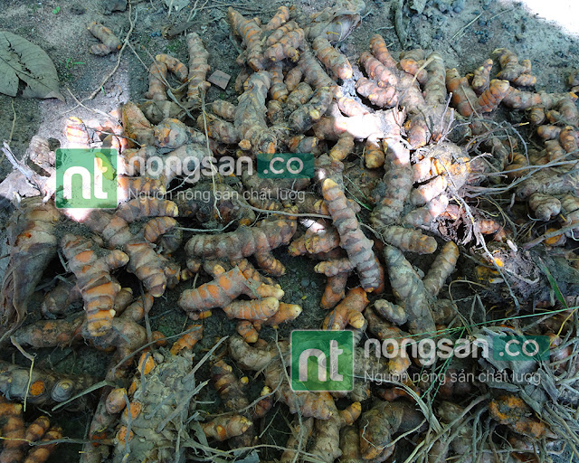 mua nghệ tươi ở đâu mua nghệ tươi ở đâu