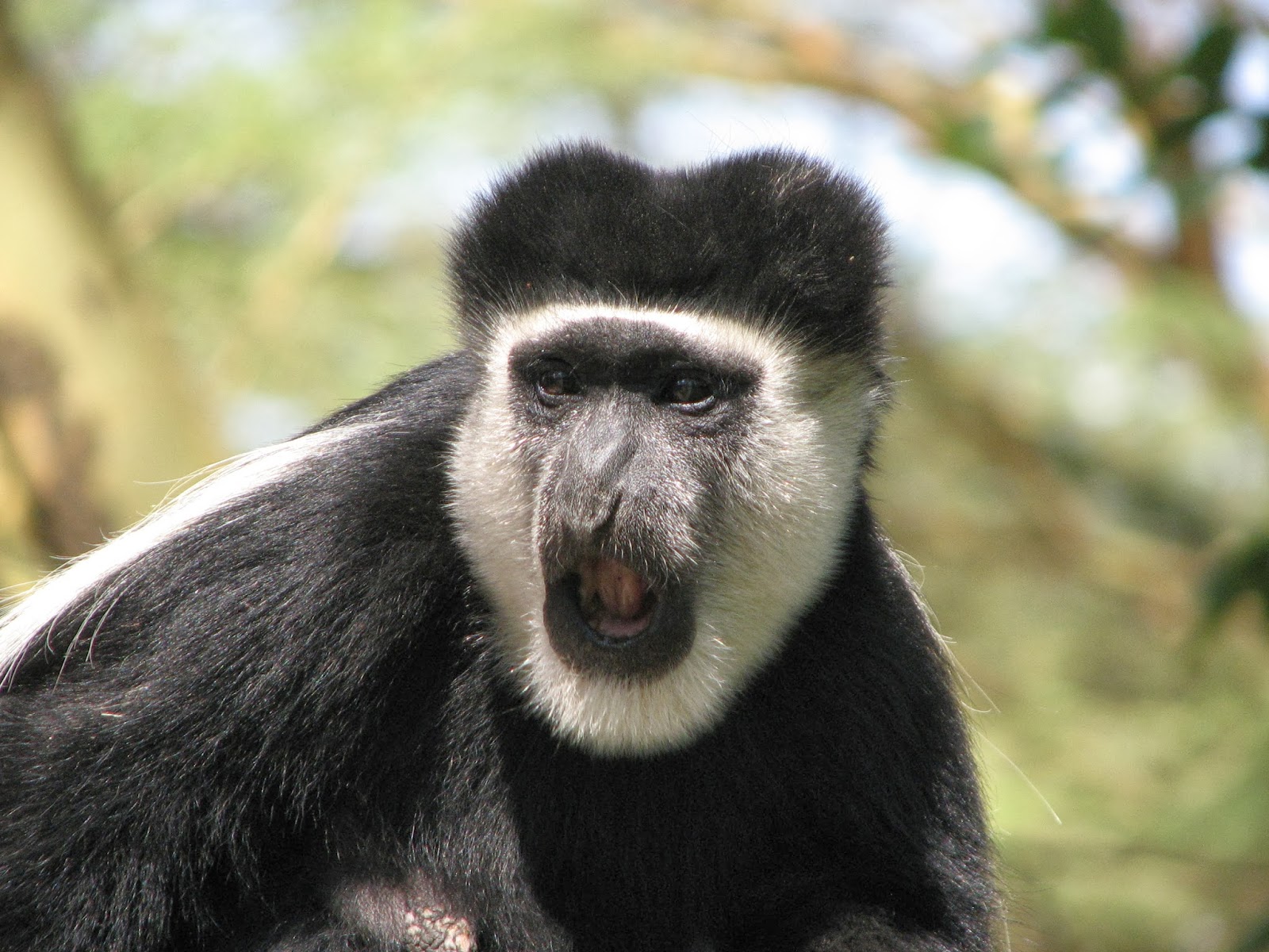 главный примат. цезарь восстание планеты обезьян. обезьяна черный ревун. обезьяна бонобо самец. обезьяна ревун.