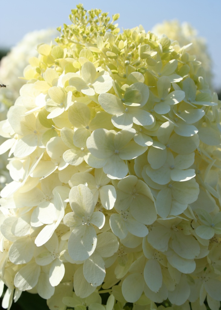 Echoes Of Eden Dayle King Searle Hydrangeas For Alkaline Soil