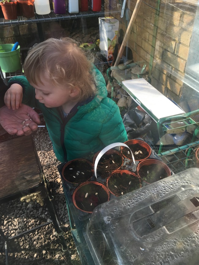 toddler taking seeds from adults hands