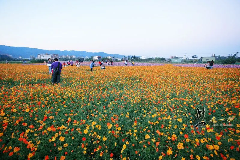 佳園路波斯菊花海
