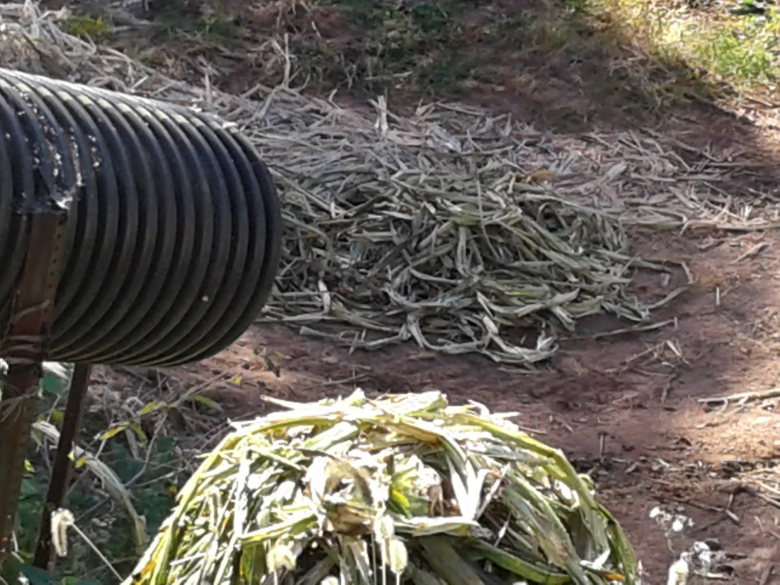 Writing in the Blackberry Patch Making Molasses in the Hills of West