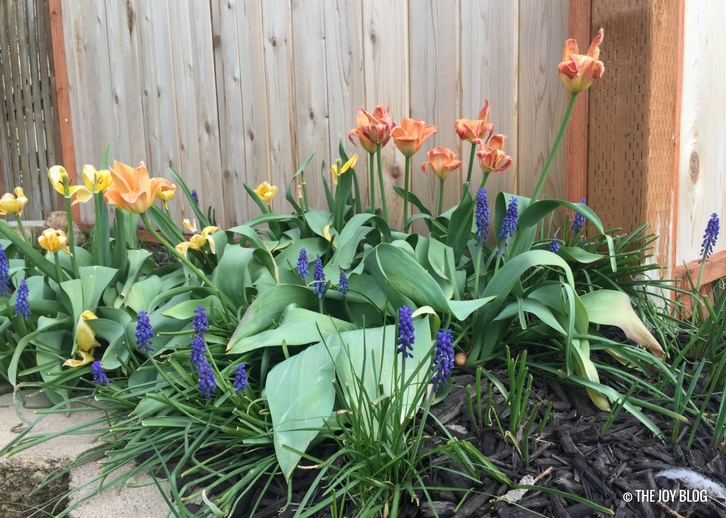 Tulips // Garden Updates: Mid-Spring 2018 // www.thejoyblog.net