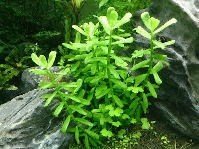 Bacopa Monnieri Bacopa Monnieri