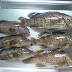 Profile : Frozen Gouper Supplier - Grouper Fish Farming indonesia - Frozen Grouper Fillet