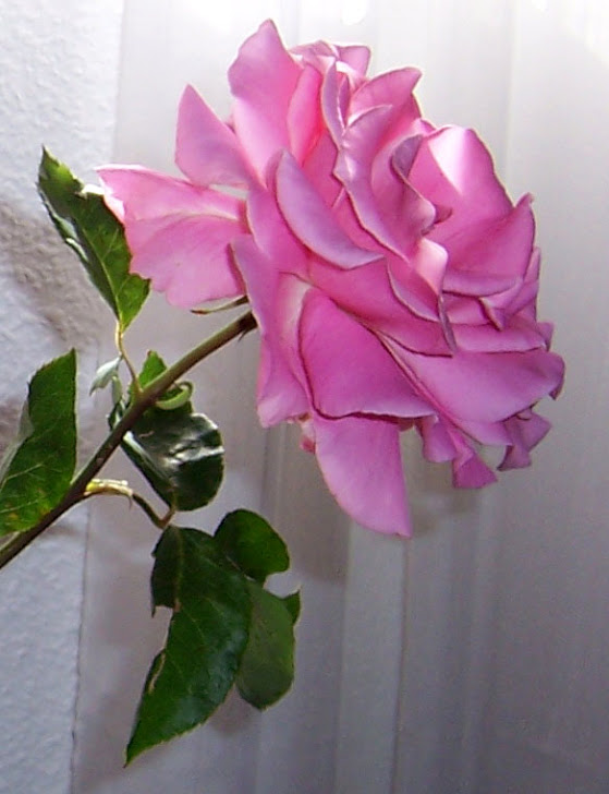 Rosa de nuestro rosal, 2012