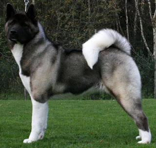 razas de perros grandes akita inu
