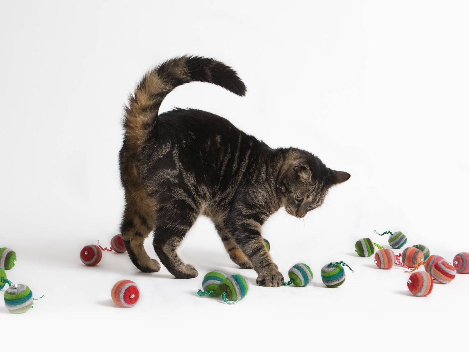 A Moment Of Crafts Advent Calendar For Pets a-moment-of-crafts-advent-calendar-for-pets