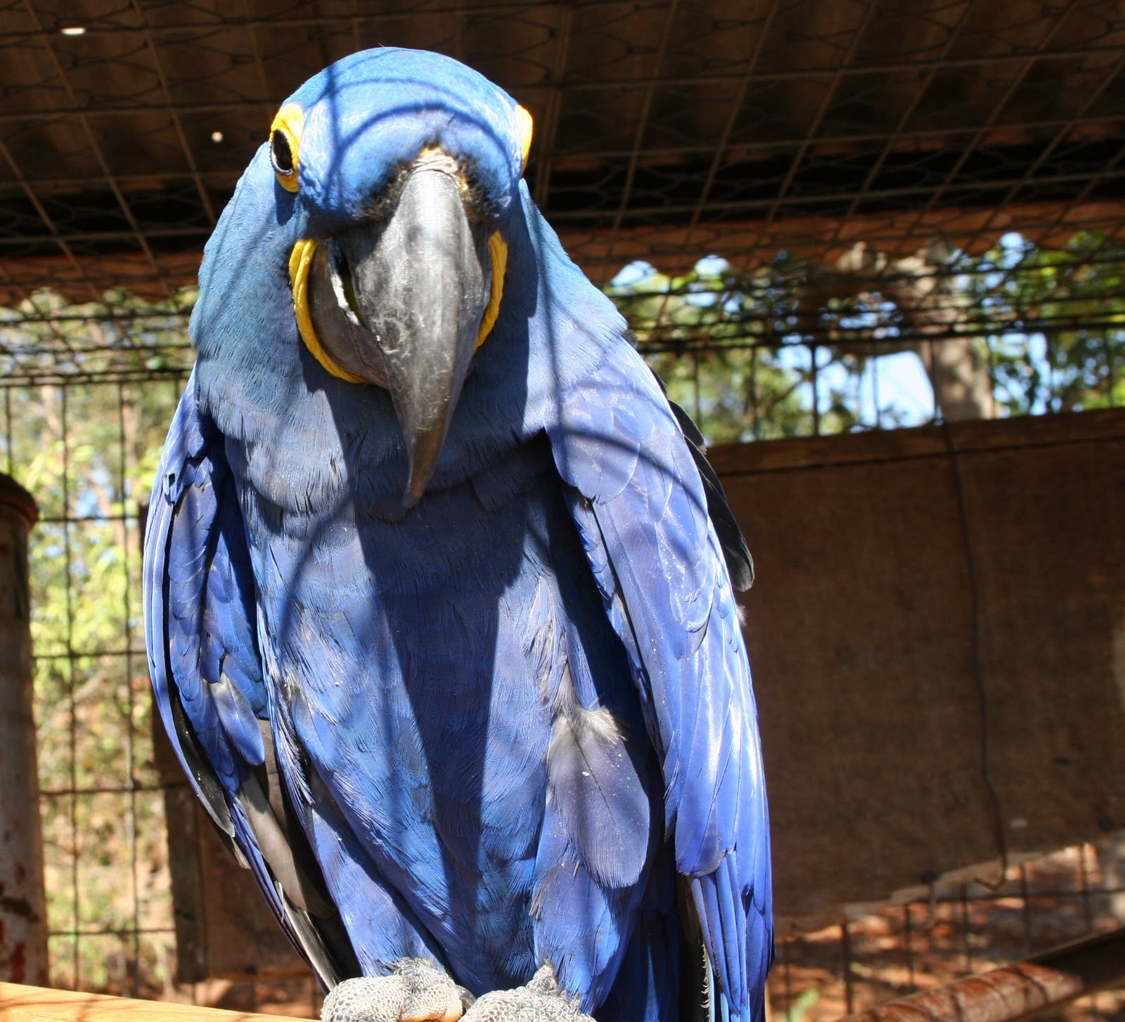 CRIADOURO MANDARIM: Arara azul - Anodorhynchus hyacinthinus