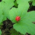 Goldenseal for Digestive aid, Diarrhea and Antimicrobial