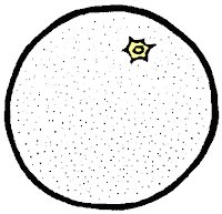 Imagenes La Rosa Delos Vientos Para Colorear Para Ninos Naranja