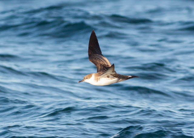 Great Shearwater - Scilly Isles