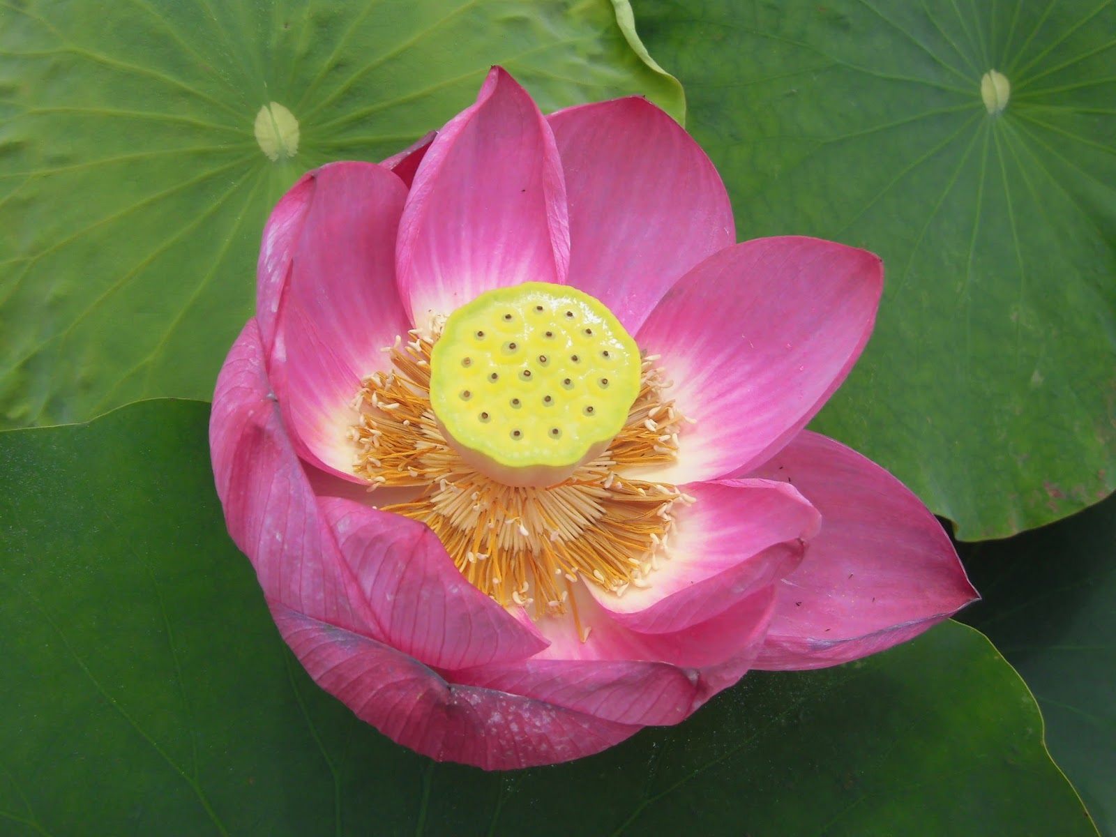 ６０歳で無職の優雅な日々 ハス 艶陽天 えんようてん